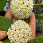 羊脂球蘭 Hoya verticillata