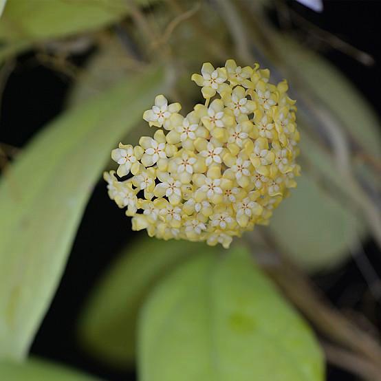 中提琴球蘭 Hoya viola - 森流 GreenFlow - 動植物造景專門店