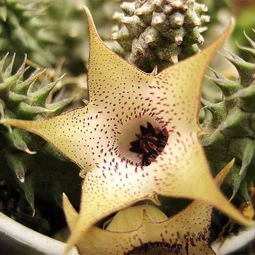 蘿藦 Huernia hibrida pillansii