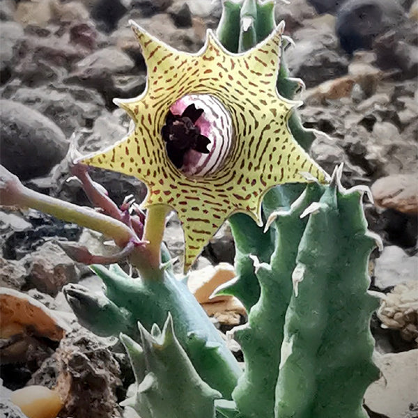 蘿藦 Huernia thuretii