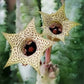 蘿藦 Huernia thuretii