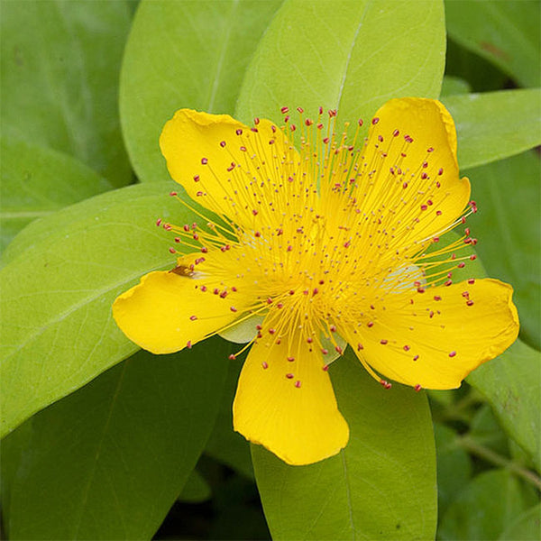 金絲桃 Hypericum monogynum