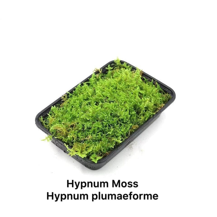 大灰蘚 Hypnum Moss (Hypnum plumaeforme) - 森流 GreenFlow - 動植物造景專門店