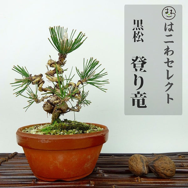 盆栽 松 黒松 登り竜 樹高 約14~16cm くろまつ Pinus thunbergii クロマツ マツ科 常緑針葉樹 観賞用 小品 数量物 セレクト