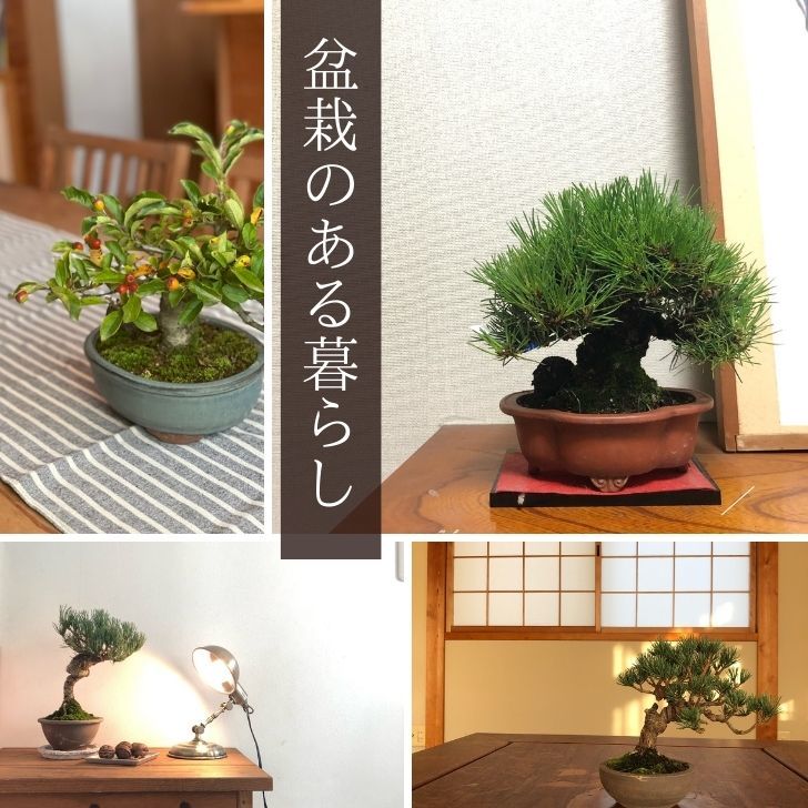 盆栽 松 黒松 ミニ盆栽 樹高 約8.5cm くろまつ Pinus thunbergii クロマツ マツ科 常緑針葉樹 観賞用 小品