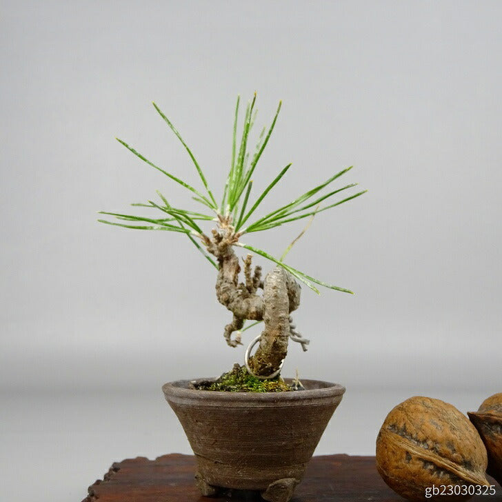 盆栽 松 黒松 ミニ盆栽 樹高 約8.5cm くろまつ Pinus thunbergii クロマツ マツ科 常緑針葉樹 観賞用 小品