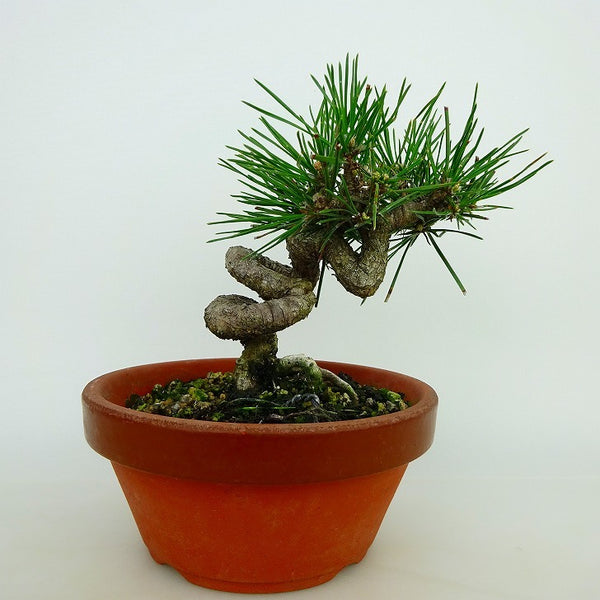 盆栽 松 黒松 樹高 約9～11cm くろまつ Pinus thunbergii クロマツ マツ科 常緑針葉樹 観賞用 小品 数量物 セレクト