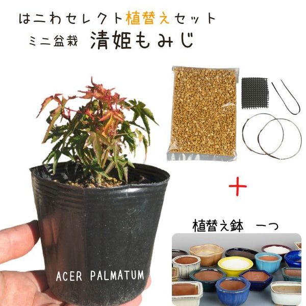 盆栽 紅葉 清姫 植替えセット ミニ盆栽 もみじ Acer palmatum モミジ カエデ科 落葉樹 観賞用 小品 数量物 セレクト p1086904227