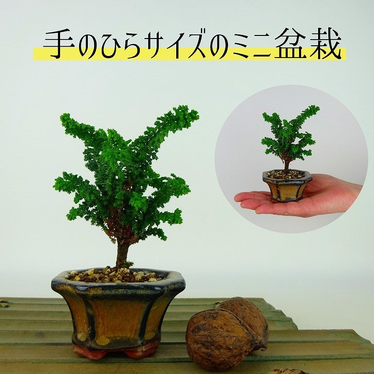 盆栽 桧 石化桧 ミニ盆栽 樹高 約9cm せっかひのき Chamaecyparis obtusa セッカヒノキ ヒノキ科 常緑樹 観賞用 – 森流  GreenFlow - 動植物造景專門店