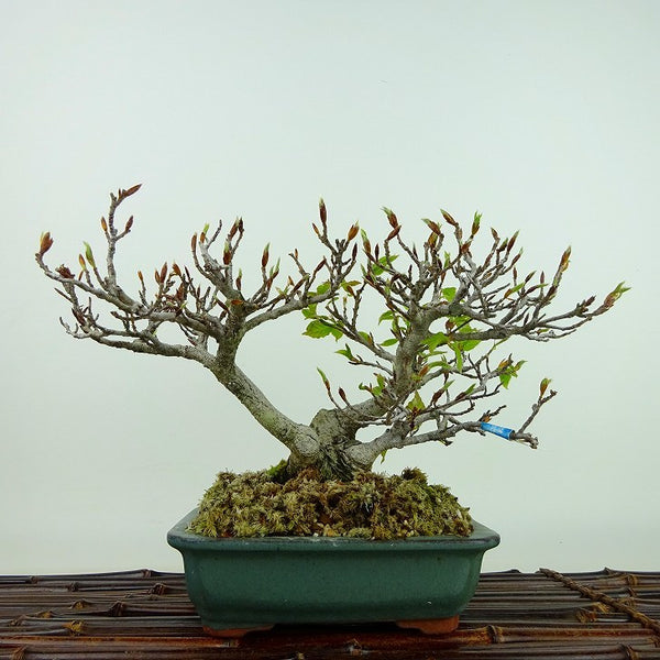 盆栽 山毛欅 ぶな 樹高 約17cm Fagus crenata ブナ ブナ科 落葉樹 観賞用 小品