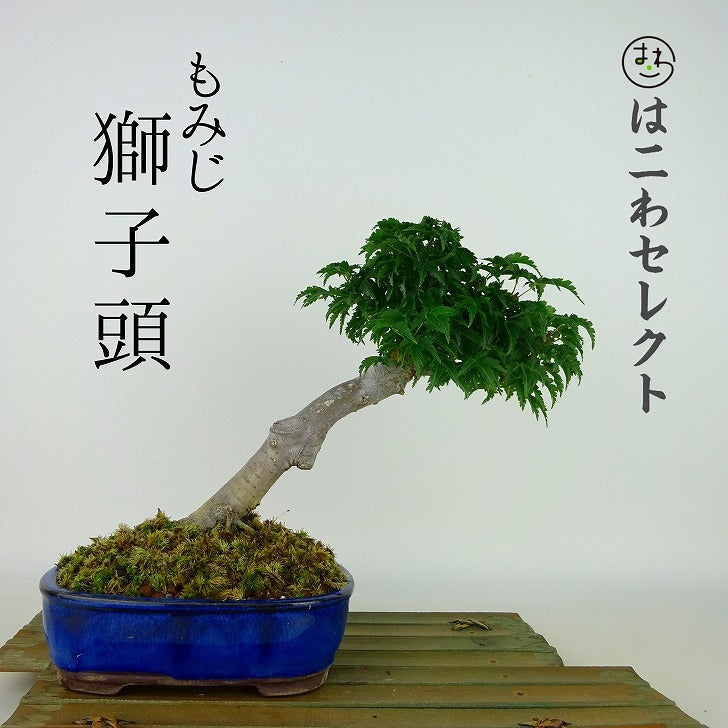 盆栽 紅葉 獅子頭 樹高 約18cm～20cm もみじ Acer palmatum モミジ カエデ科 落葉樹 観賞用 小品 数量物 セレクト - 森流  GreenFlow - 動植物造景專門店