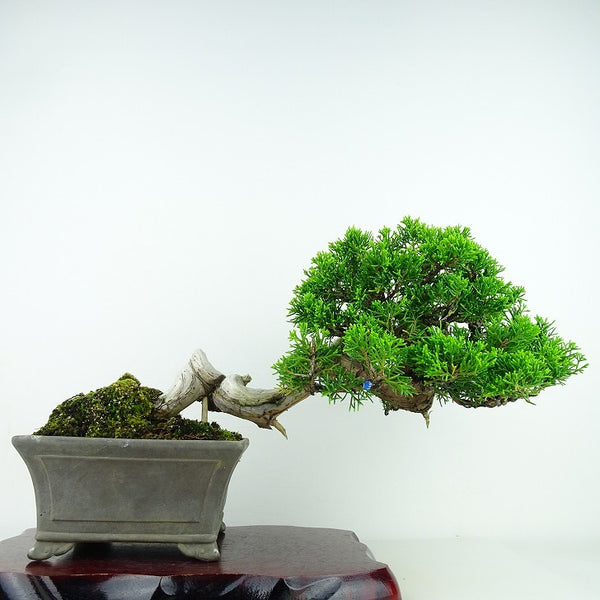 盆栽 真柏 樹高 18cm しんぱく Juniperus chinensis シンパク “ジン シャリ” ヒノキ科 常緑樹 観賞用 小品