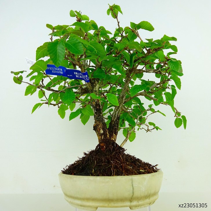 盆栽 岩四手 樹高 約26cm いわしで Carpinus turczaninovii イワシデ カバノキ科 落葉樹 観賞用 e1092461531