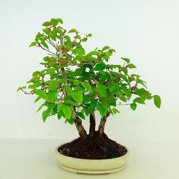 盆栽 岩四手 樹高 約26cm いわしで Carpinus turczaninovii イワシデ カバノキ科 落葉樹 観賞用