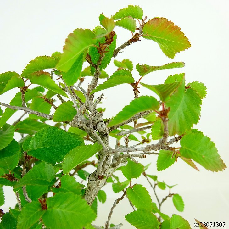 盆栽 岩四手 樹高 約26cm いわしで Carpinus turczaninovii イワシデ カバノキ科 落葉樹 観賞用 - 森流  GreenFlow - 動植物造景專門店