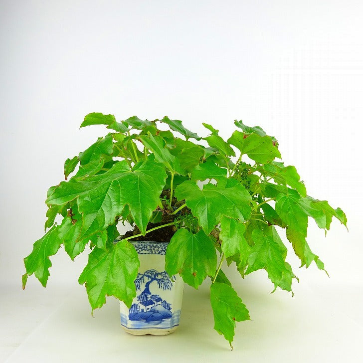 盆栽 蔦 樹高 上下 約30cm つた Parthenocissus tricuspidata ツタ つる性 ブドウ科 ツタ属 落葉樹 庭木 観賞用