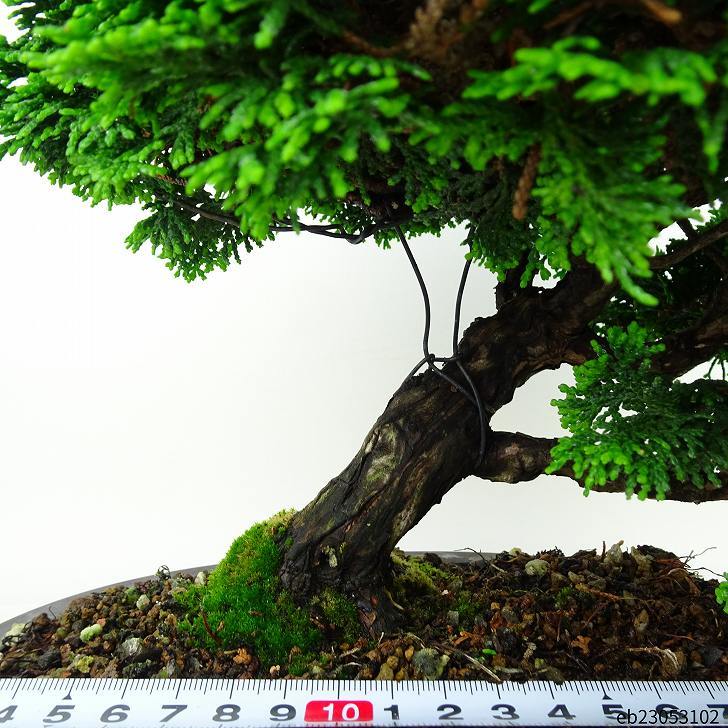 盆栽 桧 津山桧 樹高 25cm つやまひのき Chamaecyparis obtusa ツヤマヒノキ ヒノキ科 常緑樹 観賞用