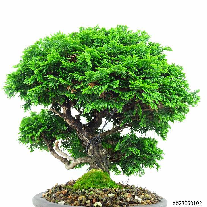 盆栽 桧 津山桧 樹高 25cm つやまひのき Chamaecyparis obtusa ツヤマヒノキ ヒノキ科 常緑樹 観賞用 r1094576395