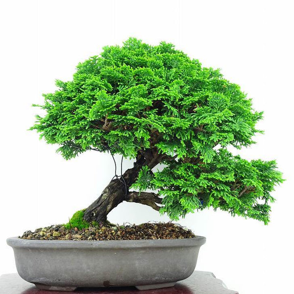 盆栽 桧 津山桧 樹高 25cm つやまひのき Chamaecyparis obtusa ツヤマヒノキ ヒノキ科 常緑樹 観賞用