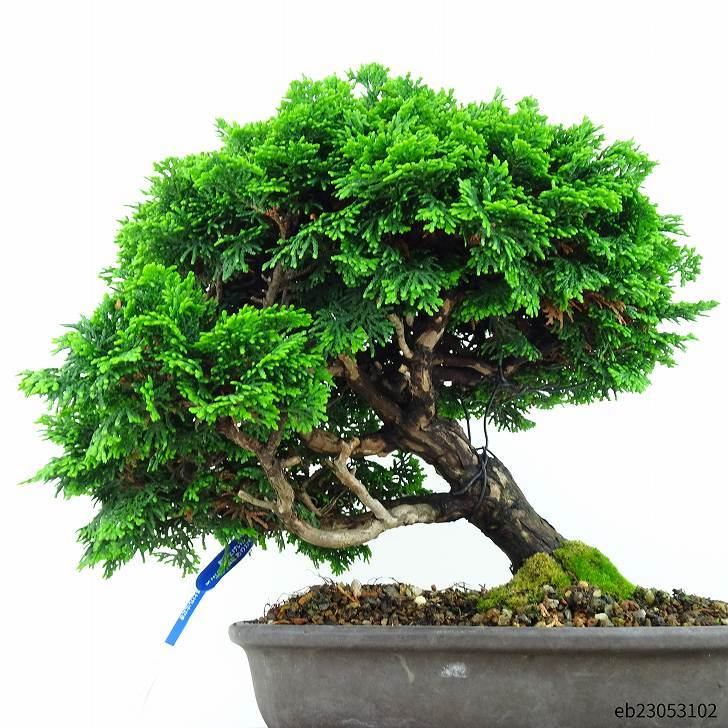 盆栽 桧 津山桧 樹高 25cm つやまひのき Chamaecyparis obtusa ツヤマヒノキ ヒノキ科 常緑樹 観賞用