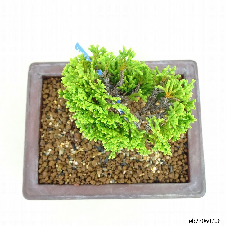 盆栽 桧 樹高 9cm ひのき Chamaecyparis obtusa ヒノキ ヒノキ科 常緑樹 観賞用 小品