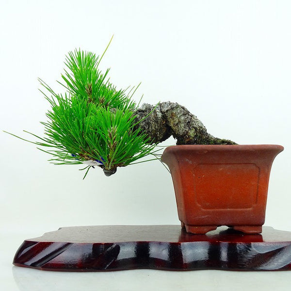 盆栽 松 黒松 樹高 上下 20cm くろまつ Pinus thunbergii クロマツ マツ科 常緑針葉樹 観賞用 小品