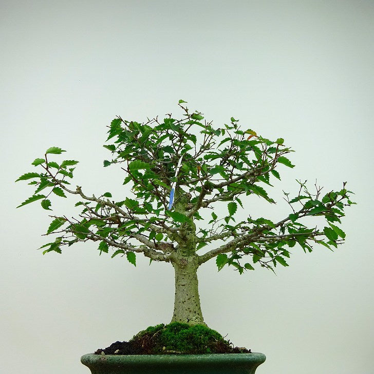 盆栽 欅 樹高 約25cm けやき Zelkova serrata ケヤキ 紅葉 ニレ科 ケヤキ属 落葉樹 観賞用 - 森流 GreenFlow -  動植物造景專門店