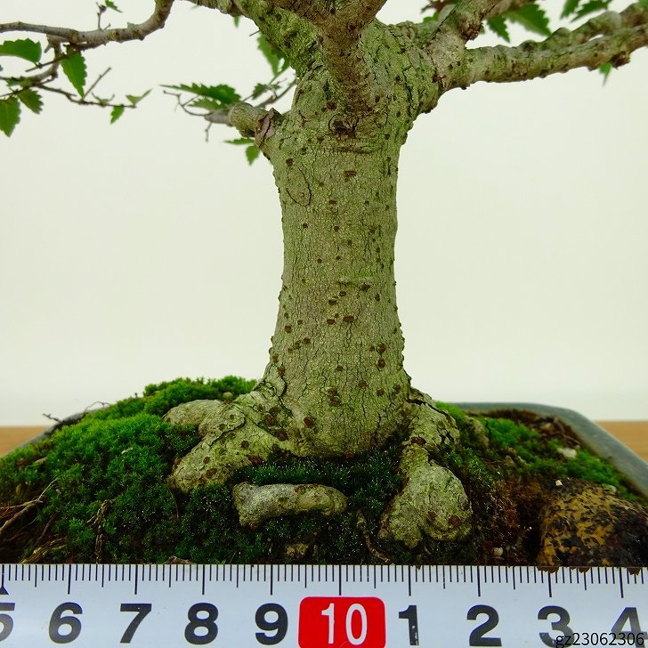 盆栽 欅 樹高 約25cm けやき Zelkova serrata ケヤキ 紅葉 ニレ科 ケヤキ属 落葉樹 観賞用 - 森流 GreenFlow -  動植物造景專門店