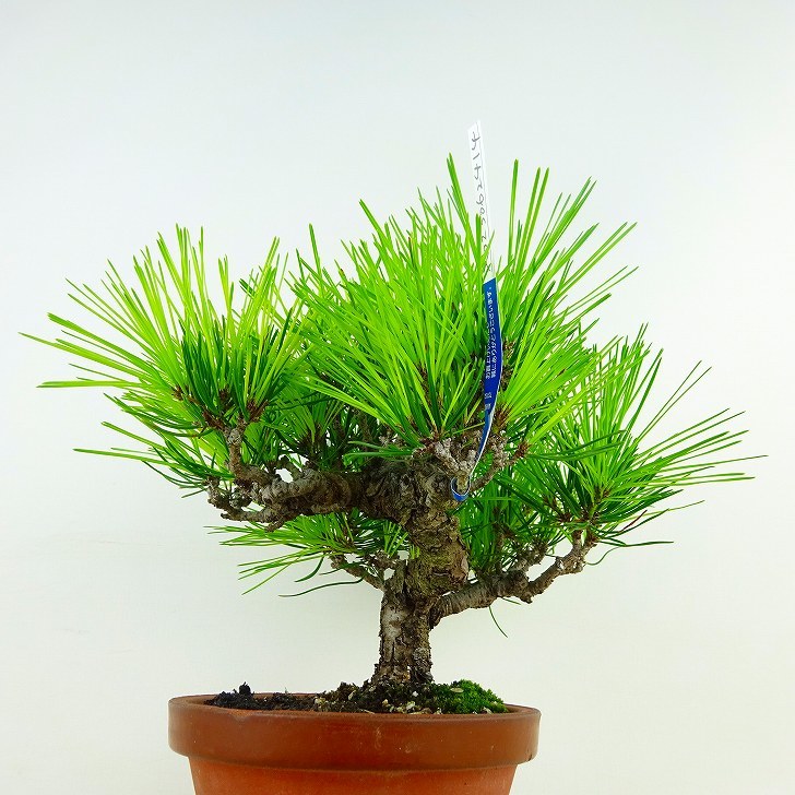 盆栽 松 赤松 樹高 約19cm あかまつ Pinus densiflora アカマツ red pine マツ科 常緑樹 観賞用 小品