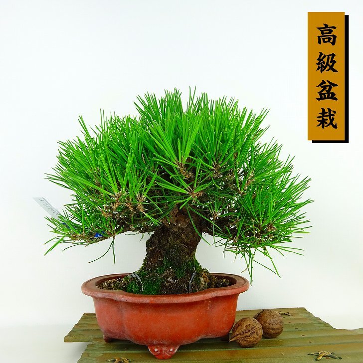 熱い販売 黒松 盆栽 樹高22cm・左右枝葉幅24cm・奥行23cm・根本径6cm 