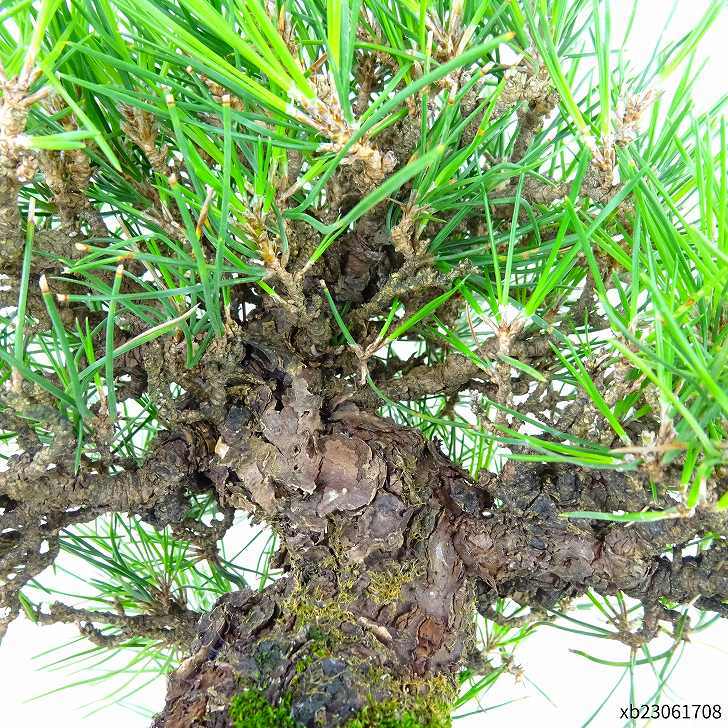 盆栽松黒松樹高約20cm くろまつ高級盆栽Pinus thunbergii クロマツマツ