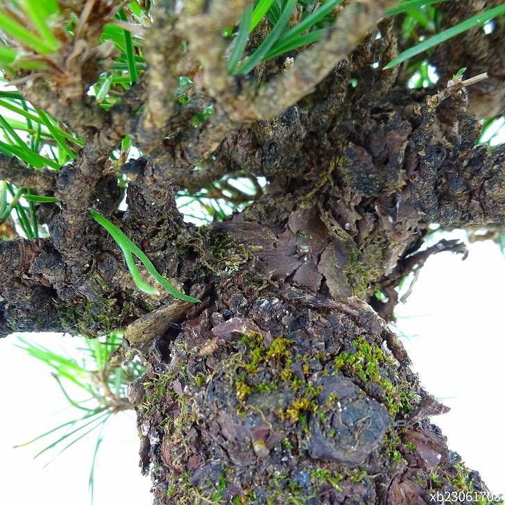 盆栽 松 黒松 樹高 約20cm くろまつ 高級盆栽 Pinus thunbergii クロマツ マツ科 常緑針葉樹 観賞用 小品