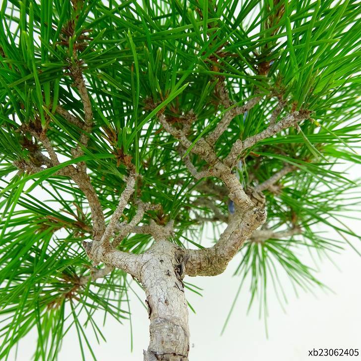 盆栽 松 赤松 樹高 約30cm あかまつ Pinus densiflora アカマツ red pine マツ科 常緑樹 観賞用 w1097738668