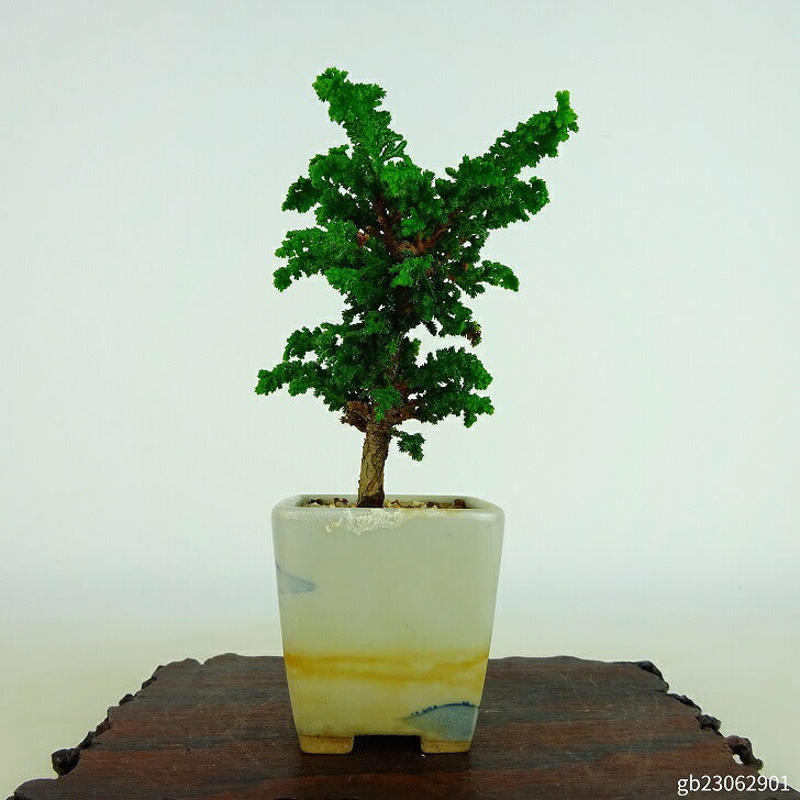 遊恵盆栽 特選：石化桧(ひのき) 現品 *ヒノキ Chamaecyparis ほしかっ Hinoki bonsai 中品盆栽