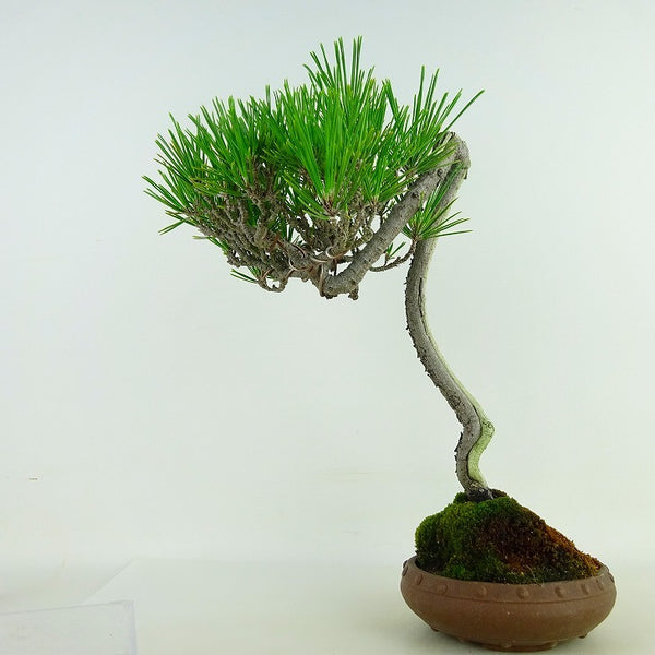 盆栽 松 黒松 樹高 約28cm くろまつ Pinus thunbergii クロマツ “シャリ” マツ科 常緑針葉樹 観賞用