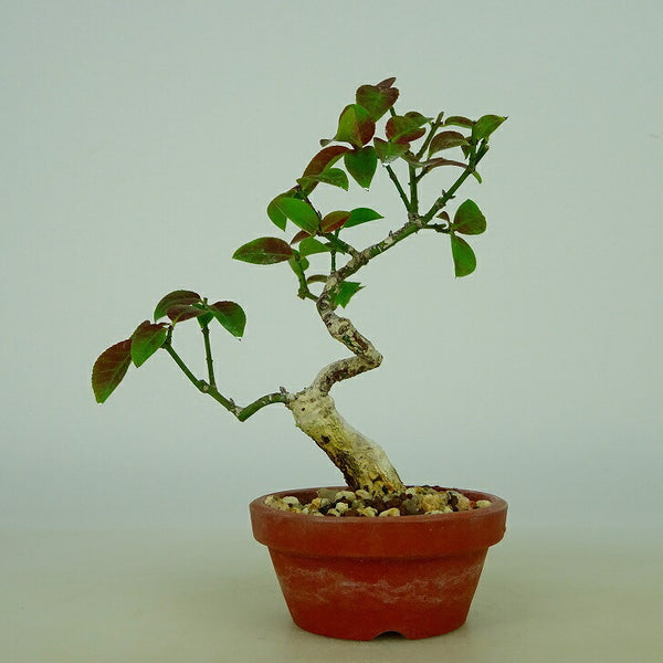 盆栽 こまゆみ ミニ盆栽 樹高 約11cm Euonymus alatus form ciliatodentatus コマユミ ニシキギ科 落葉広葉樹 観賞用 小品