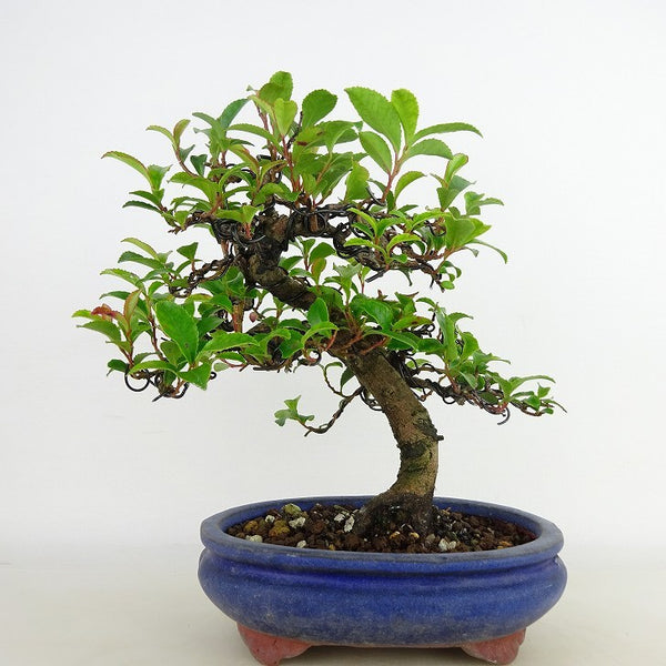 盆栽 姫榊 樹高 約17cm ひさかき Eurya japonica var. japonica ヒサカキ モッコク科 ヒサカキ属 常緑樹 観賞用 小品