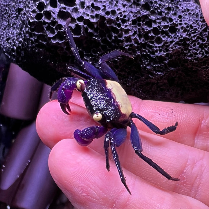 黃眼吸血鬼惡魔蟹 Purple Vampire Crab (Geosesarma dennerle)