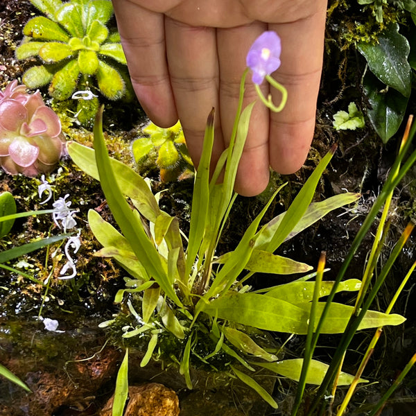 長葉狸藻 Utricularia longifolia