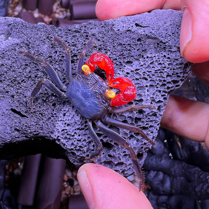 紅手幽靈惡魔蟹 Red Gloves Vampire Crab ( Geosesarma sp )