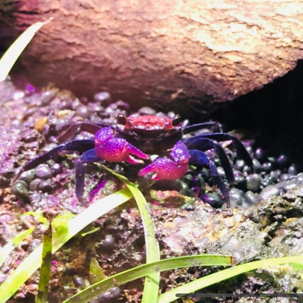 黃紫面惡魔蟹 Vampire Crab ( Geosesarma tricolor )