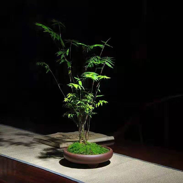 竹盆景 Bamboo Bonsai (Bambusoideae sp)