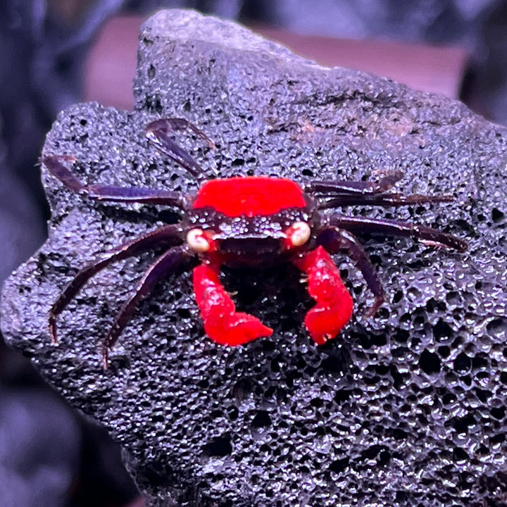 火焰惡魔蟹 Red Devil Vampire Crab ( Geosesarma hagen )