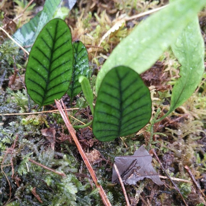 岡本氏茀蕨 Selliguea rhynchophylla - 森流 GreenFlow - 動植物造景專門店