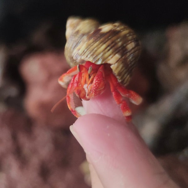 草莓寄居蟹 Strawberry Hermit Crab ( Coenobita perlatus )