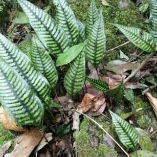 截基盾蕨 Neolepisorus truncatus - 森流 GreenFlow - 動植物造景專門店