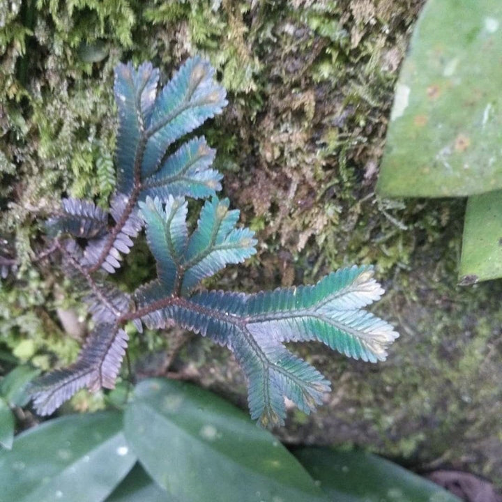 反光靛藍卷柏 Green Peacock Spikemoss (Selaginella uncinata) - 森流 GreenFlow - 動植物造景專門店