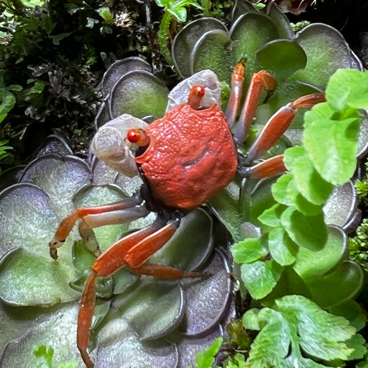 金粉惡魔蟹 Red Carnaval Crab ( Geosesarma aristocratensis )