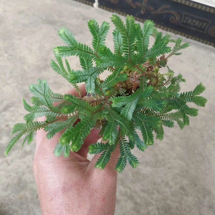 反光靛藍卷柏 Green Peacock Spikemoss (Selaginella uncinata) - 森流 GreenFlow - 動植物造景專門店