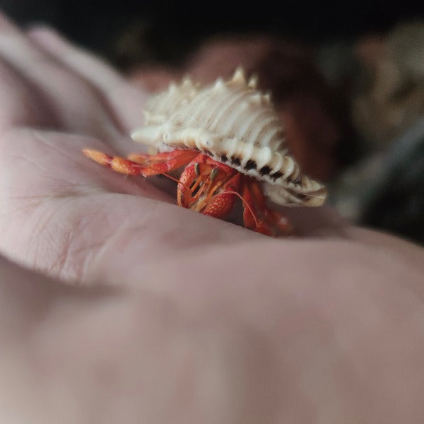 草莓寄居蟹 Strawberry Hermit Crab ( Coenobita perlatus )